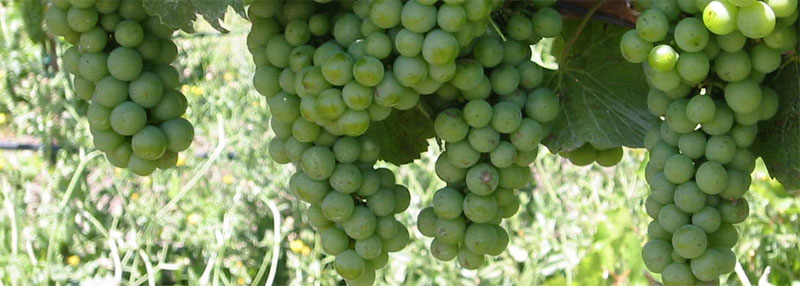 Growing Grapes